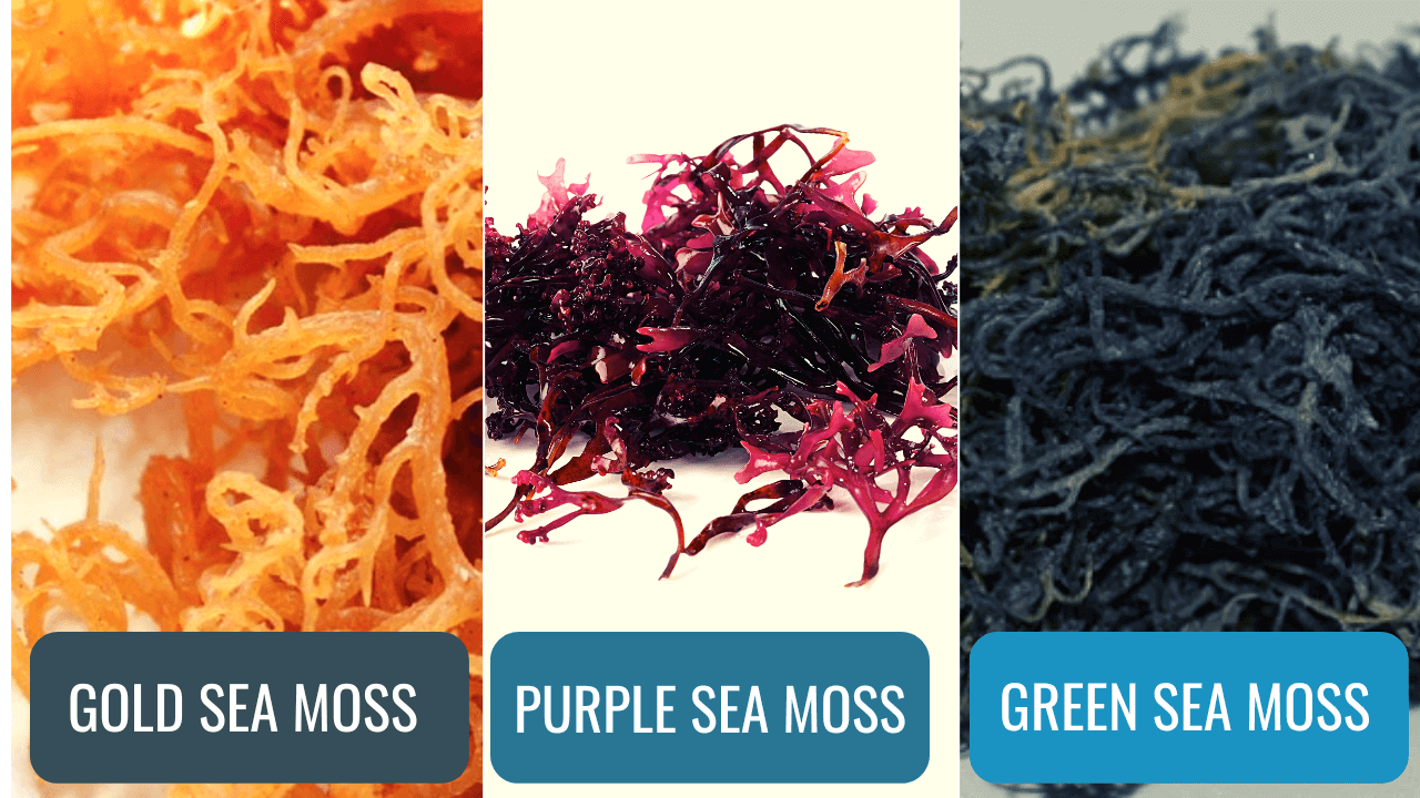 Purple Vs Gold Sea Moss