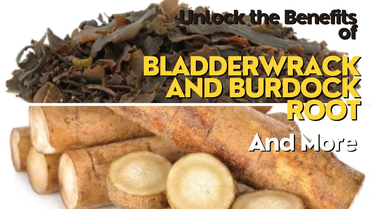 Unlock the Benefits of Bladderwrack and Burdock Root