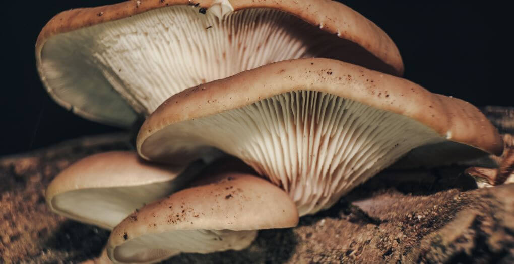 

Understanding The Power Of Fungi