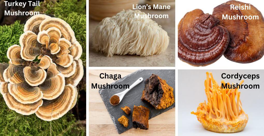 Different Types of Medical Mushrooms