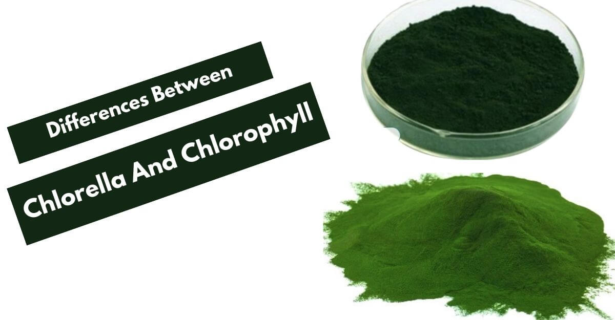 Differences Between Chlorella And Chlorophyll